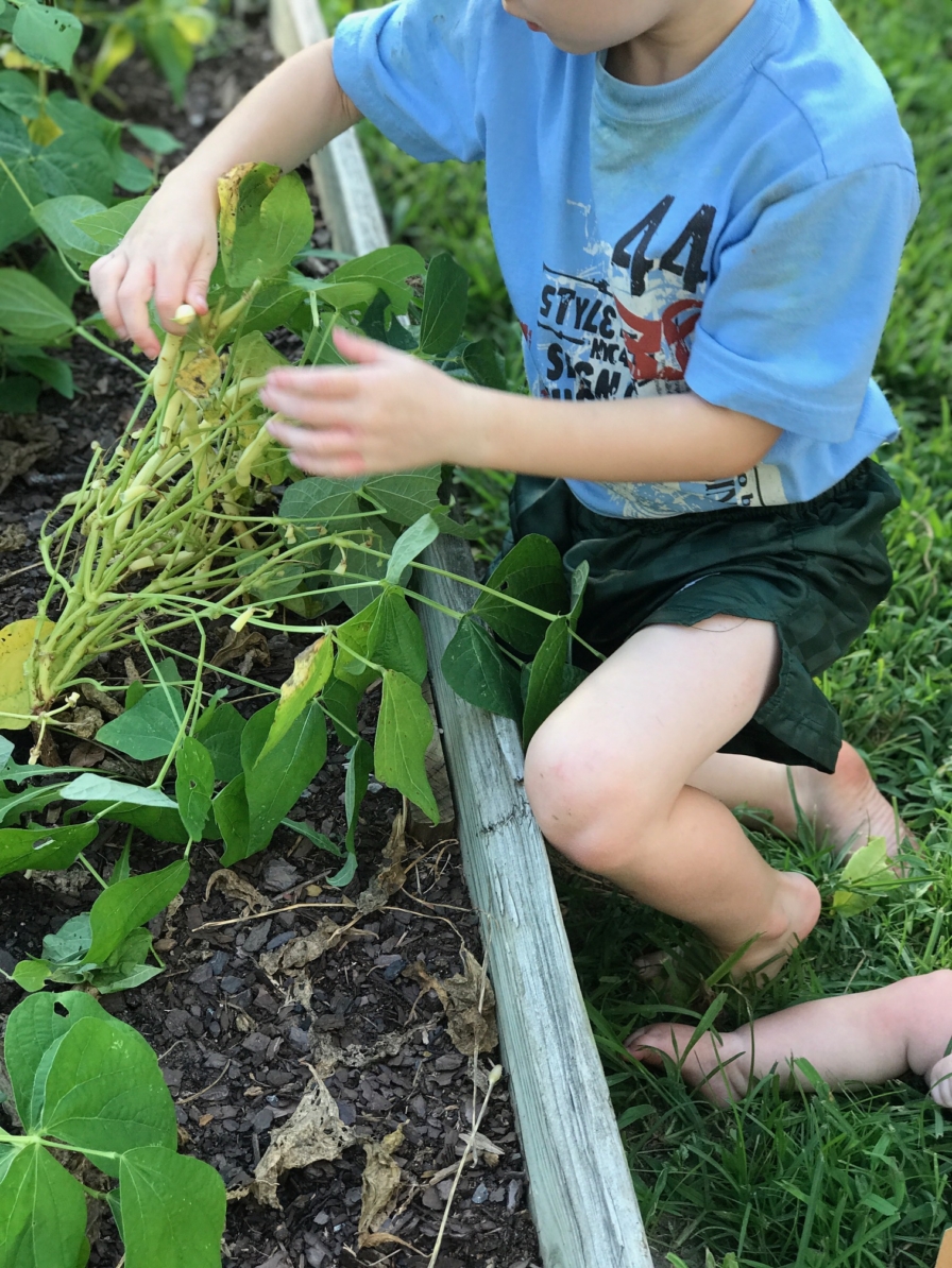 How to Freeze Green Beans from the Garden from StampinFool.com