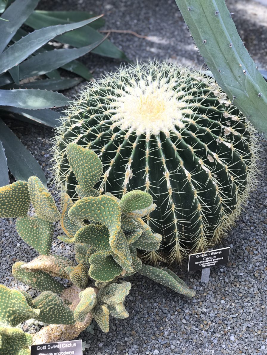 Cacti at the botanical garden