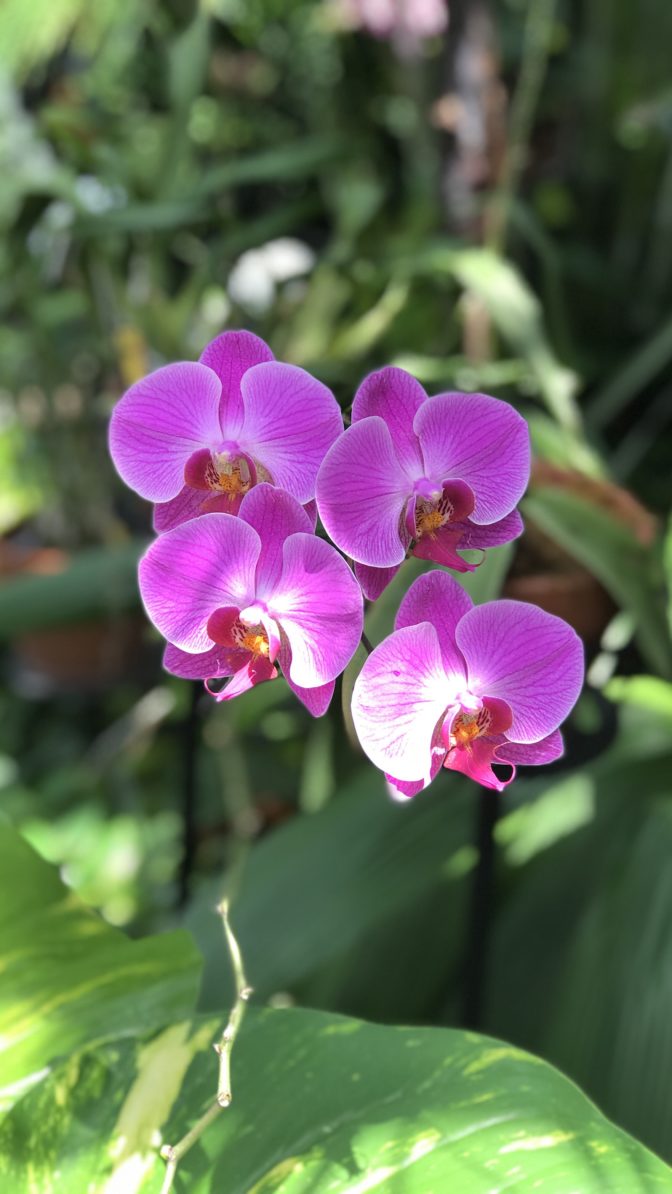 Orchids at Lewis Ginter Botanical Garden