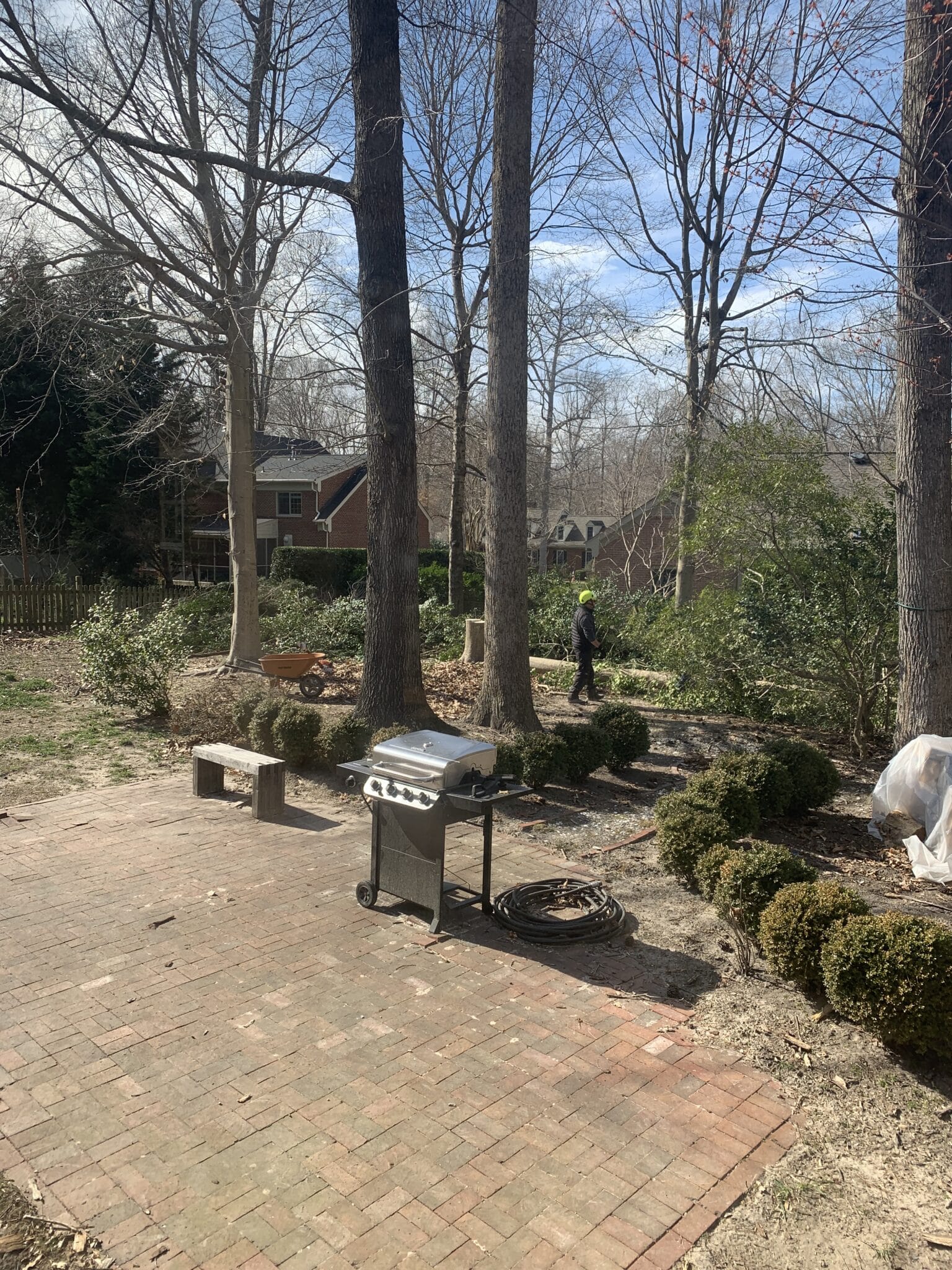 Our backyard while trees are being removed.