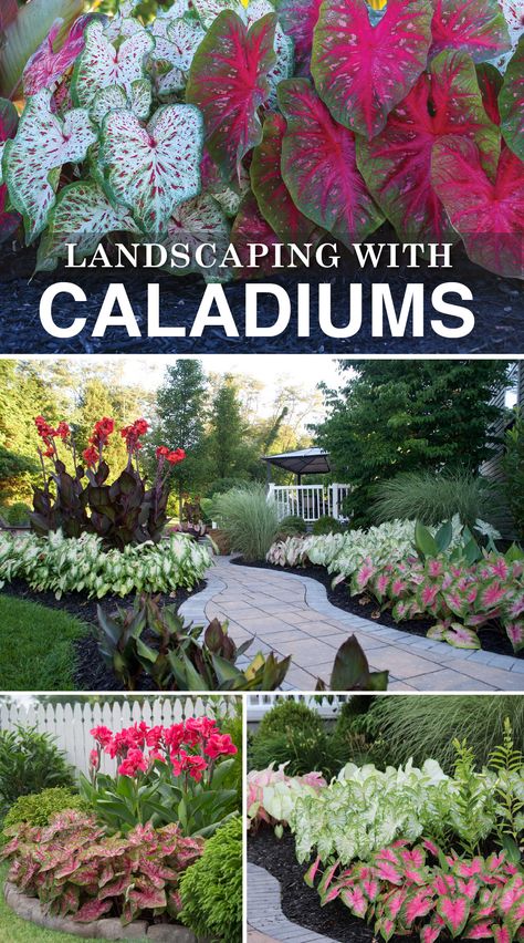 How to Landscape with Caladiums