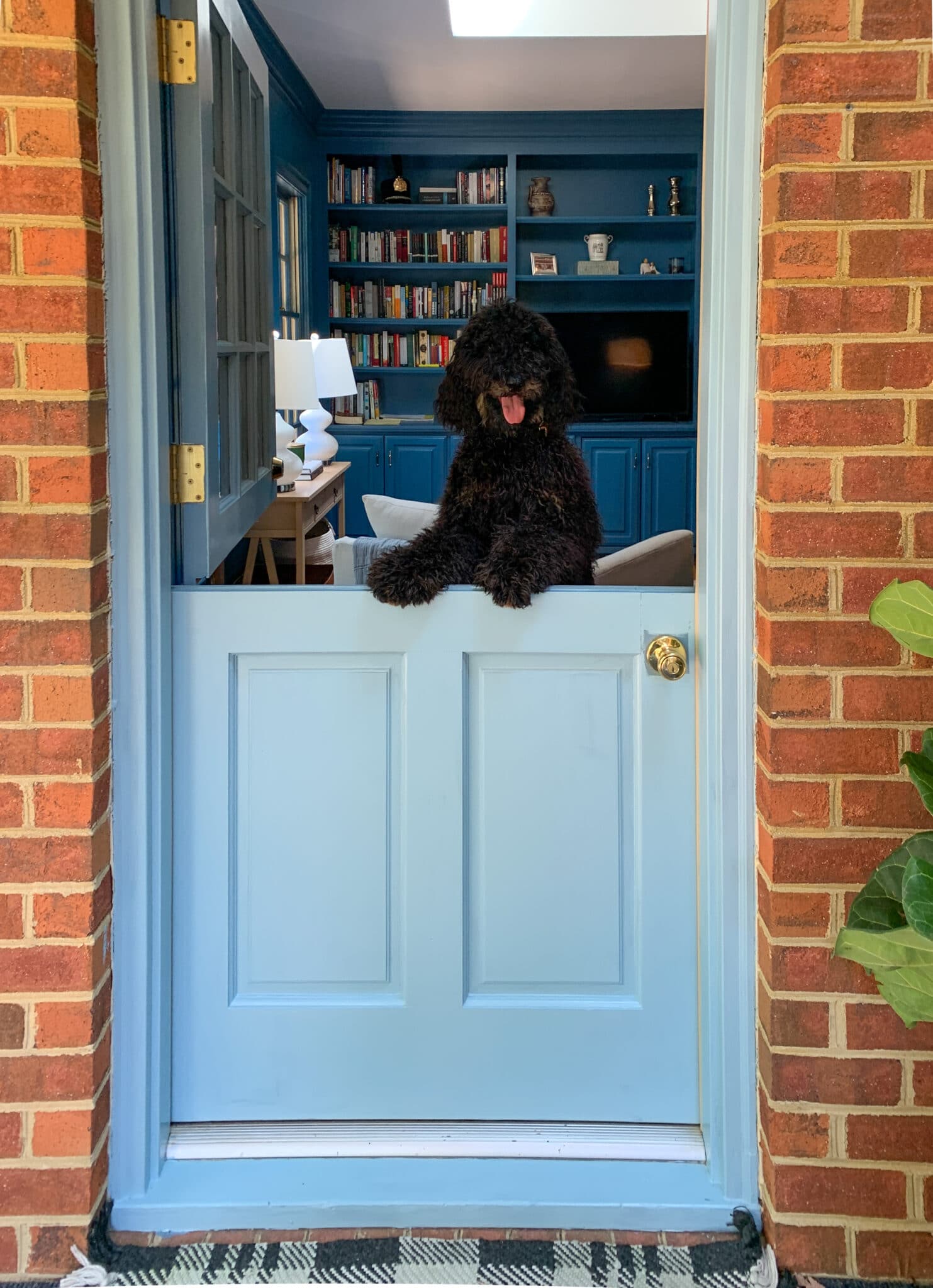 Our light blue Sherwin Williams Dutch Door open with the black dog peeking out.