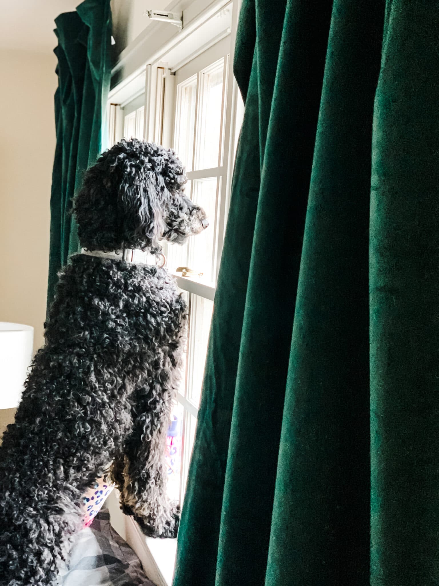 Green Velvet Curtains in a guest bedroom 